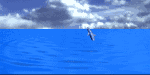 Jumping Dolphins